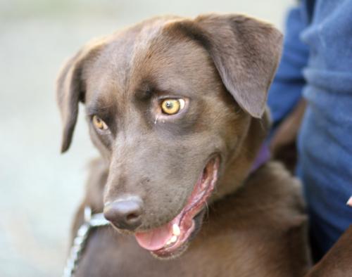 chocolate labrador retriever. Chocolate Labrador Retriever