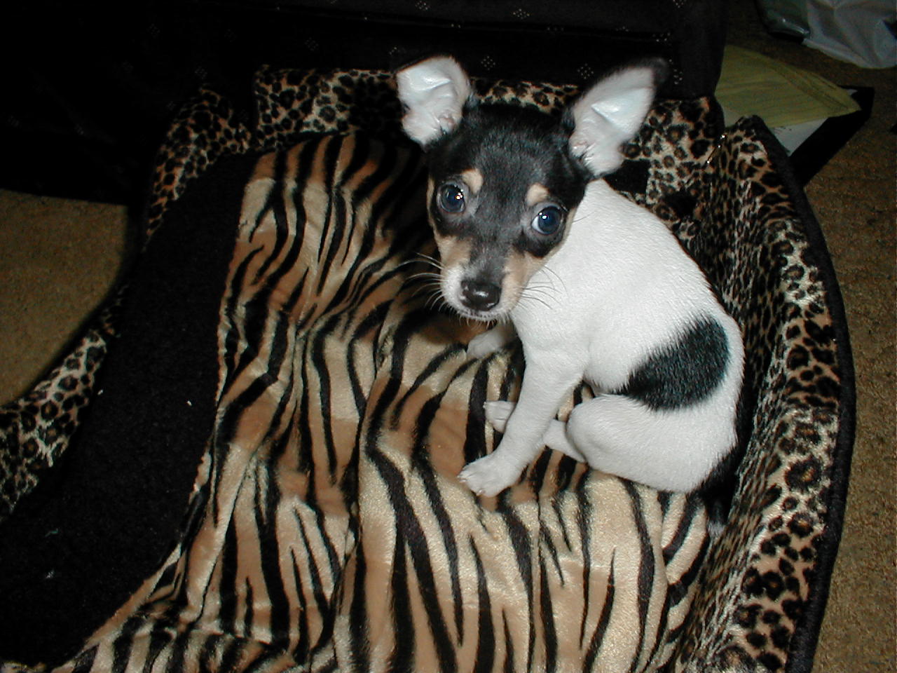 Where can you find Toy Fox Terrier puppies for sale?