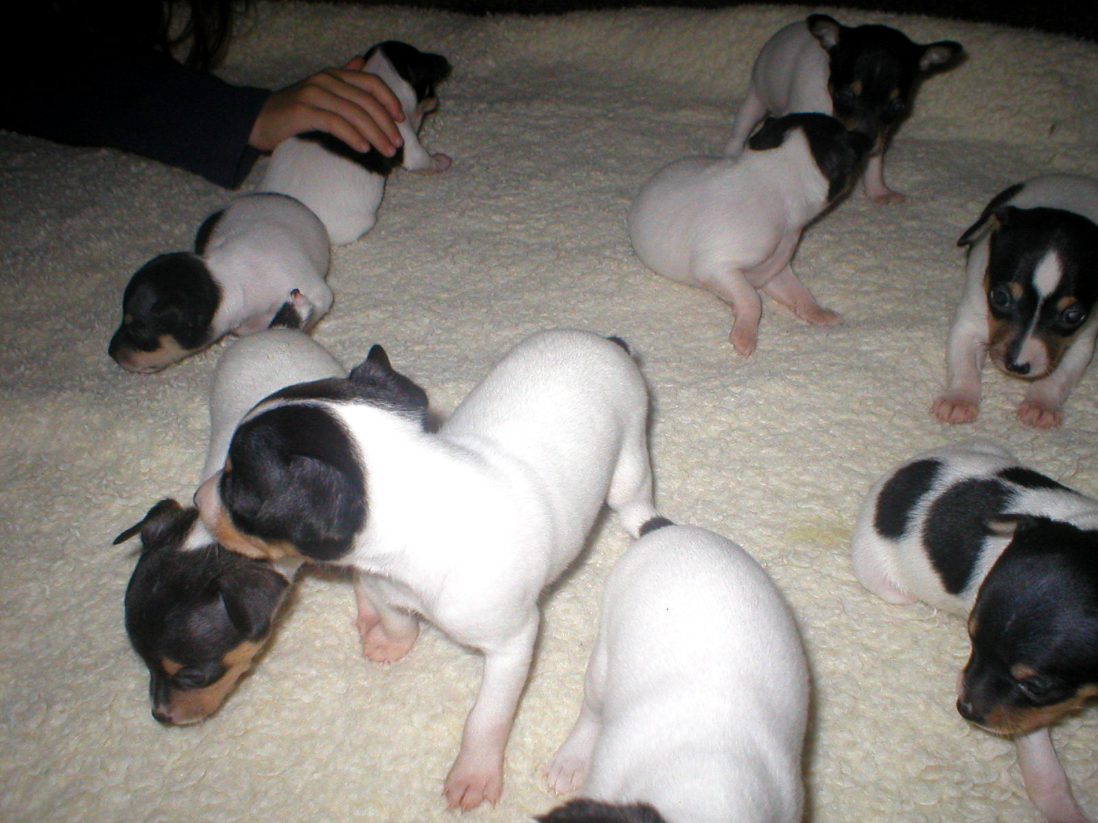 Where can you find Toy Fox Terrier puppies for sale?